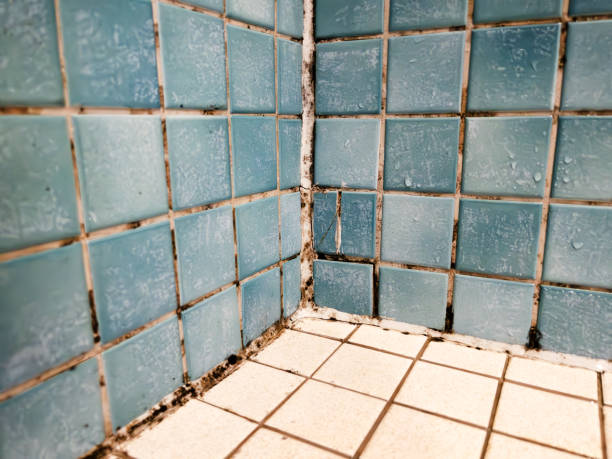 Mold Odor Removal Services in Port Wentworth, GA