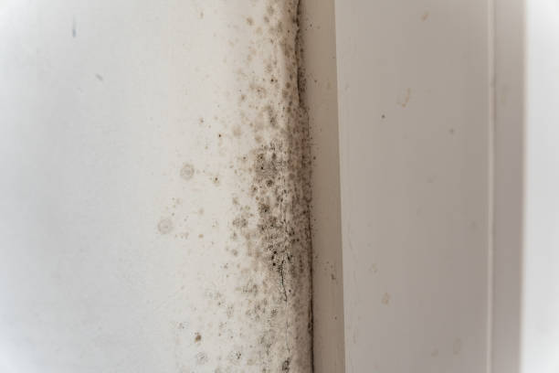 Best Mold Removal for HVAC Installations  in Port Wentworth, GA
