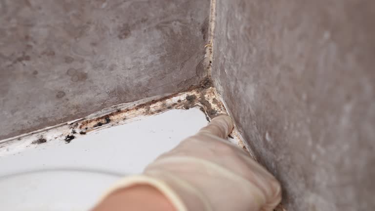 Best Basement Mold Removal  in Port Wentworth, GA